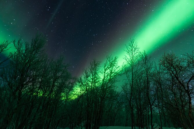 Abisko Northern Lights Tour with Photographer - Abisko, Kiruna, and the boreal forest