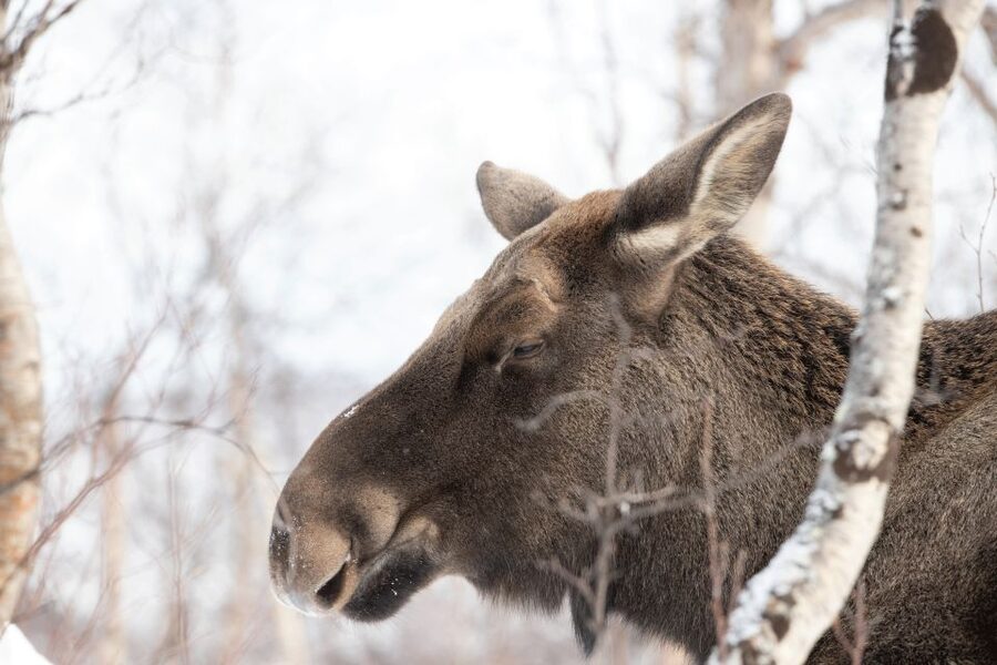 Abisko: Wilderness Snowshoe Hike - Key points at a glance