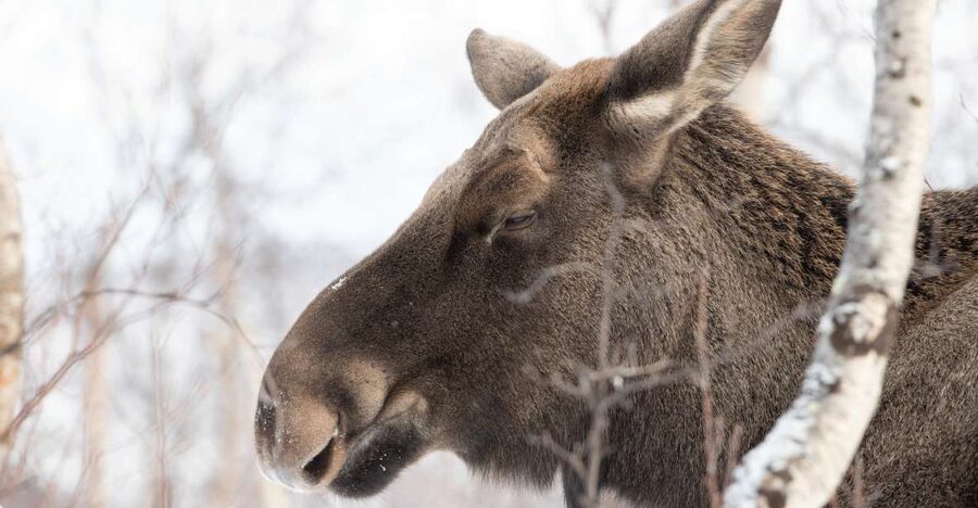 Abisko: Wilderness Snowshoe Hike - Who should book this Abisko experience?
