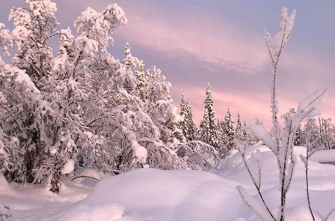 Afternoon Snowmobile Tour - Through winding forest tracks