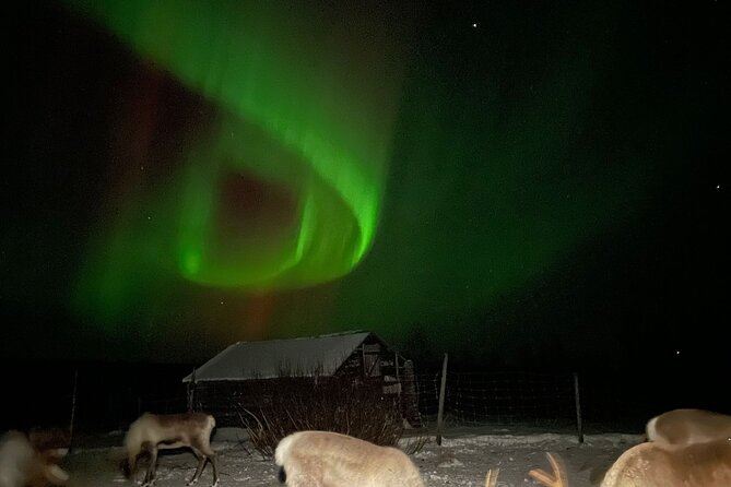 Arctic Adventure with Reindeer and Northern Lights Hunt 18:30 pm - Key points to know before booking