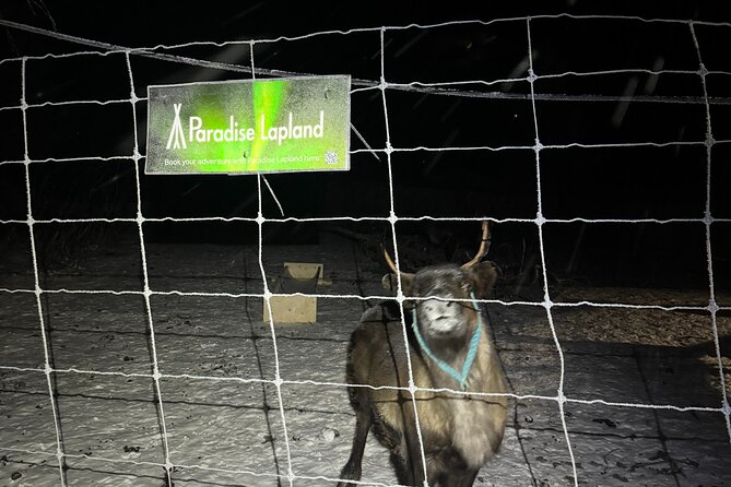 Arctic Adventure with Reindeer and Northern Lights Hunt 18:30 pm - Leaving Kiruna at 18:30