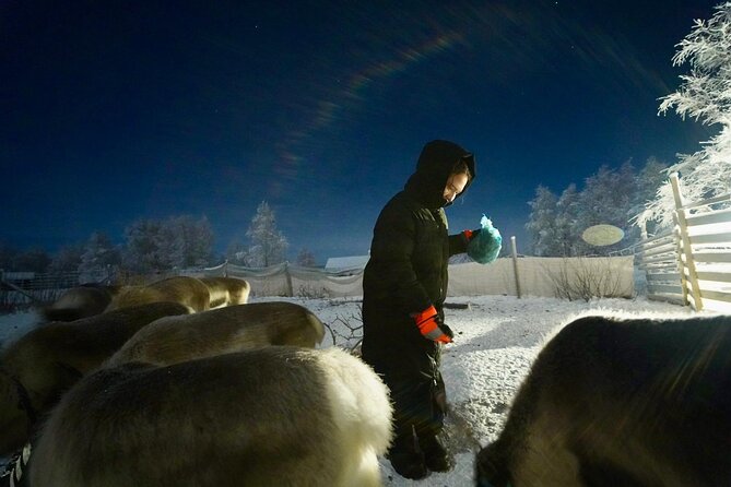 Arctic Adventure with Reindeer and Northern Lights Hunt 18:30 pm - Hunting for the Northern Lights on the road