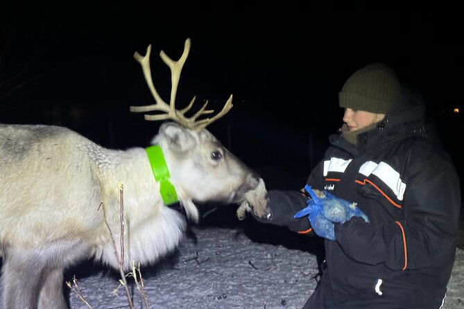 Arctic Adventure with Reindeer and Northern Lights Hunt 18:30 pm - Warm drinks, cake, and small surprises