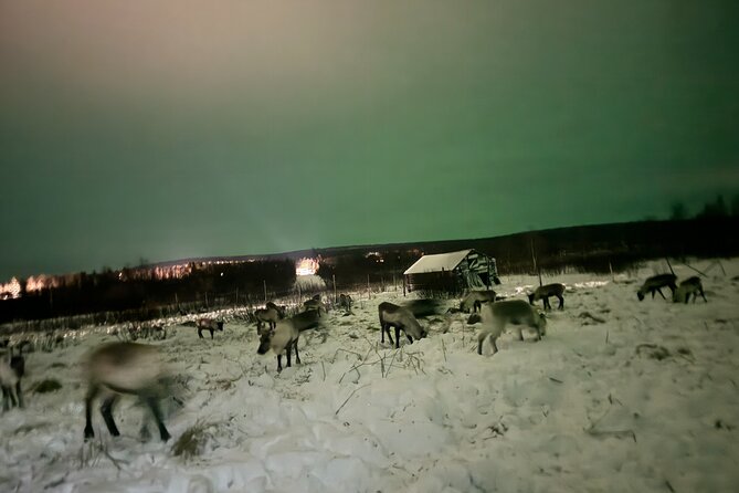 Arctic Adventure with Reindeer and Northern Lights Hunt 18:30 pm - Dressing for 40 minutes in Arctic cold