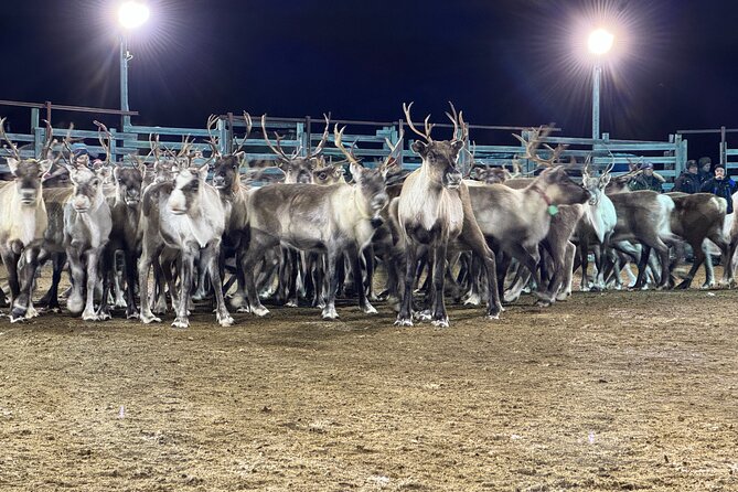 Arctic Adventure with Reindeer and Northern Lights Hunt 18:30 pm - Who should book this Arctic evening?