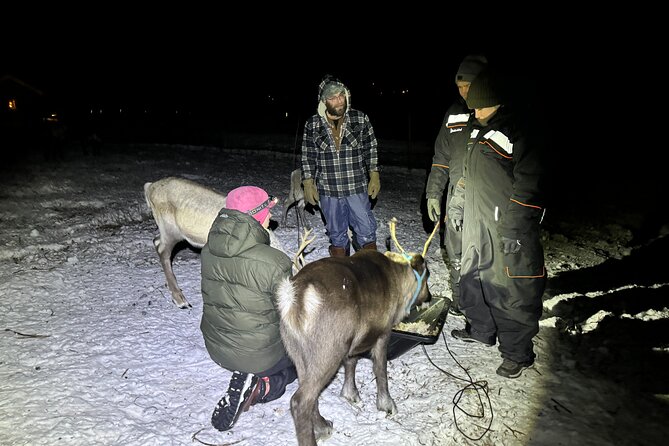 Arctic Adventure with Reindeer and Northern Lights Hunt 18:30 pm - Meeting the reindeer in Övre-Soppero