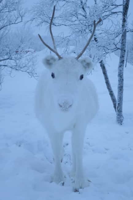 Arctic Dream - Snowmobile Safari to Lapland Viewpoint - Smooth trails and easy-maneuver snowmobiles