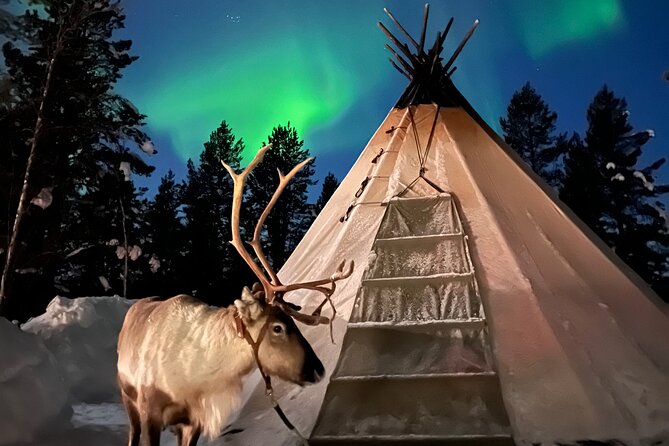 Aurora Hunting with Reindeer Caravan - Meeting the reindeer and feeding them white moss