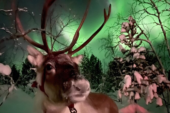 Aurora Hunting with Reindeer Caravan - Is $321 a fair price?
