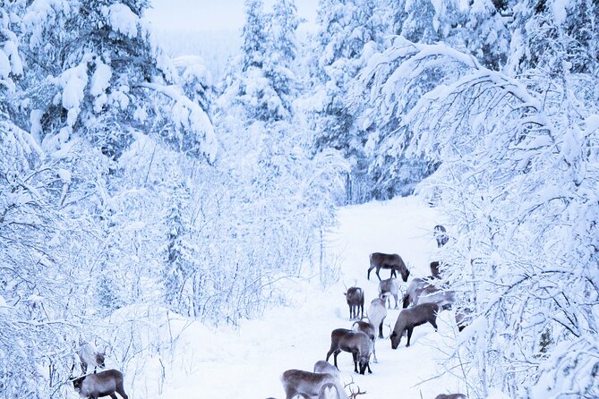 Aurora Hunting with Reindeer Caravan - Who should book this Kiruna evening?