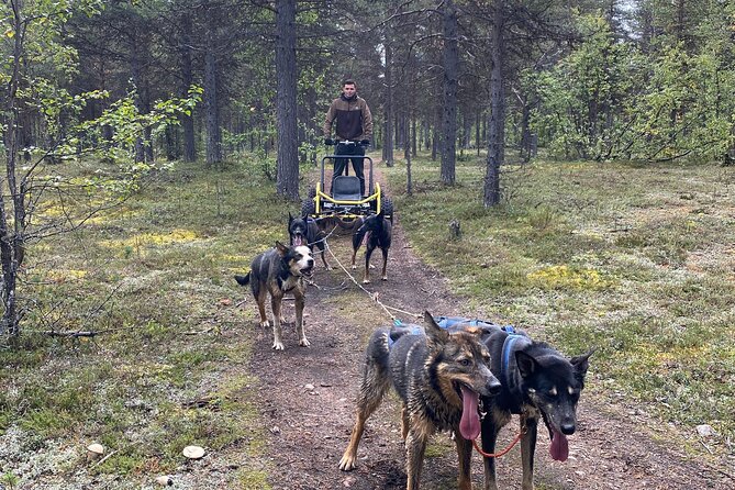 Autumn Husky Sit and Drive Cart Tour from Kiruna - Why an autumn husky cart ride is worth your time