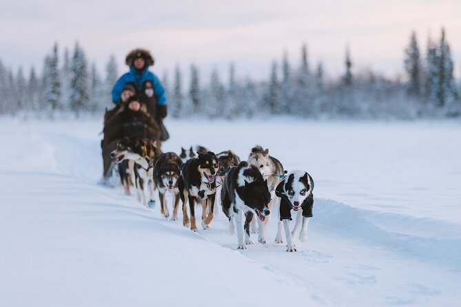 Dog sledding excursion to Kiruna - Key details before you book