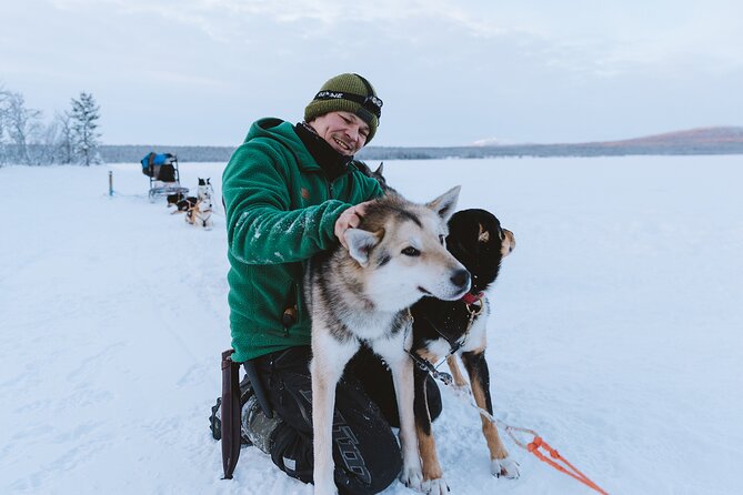 Dog sledding excursion to Kiruna - Meeting the dogs in Oinakka