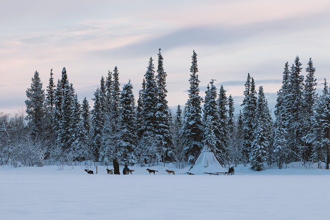 Dog sledding excursion to Kiruna - Warm clothing makes a real difference