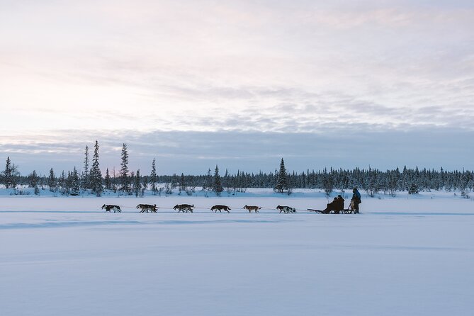 Dog sledding excursion to Kiruna - How the price compares with the day you receive