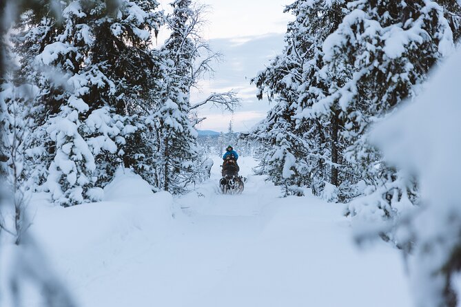 Dog sledding excursion to Kiruna - Who will enjoy this most