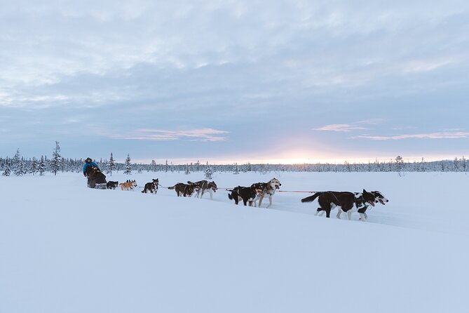 Dog sledding excursion to Kiruna - Two 30-minute sled rides through the snow