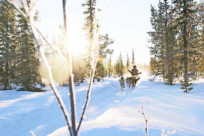 Dogsled Adventure Kiruna - What makes this Kiruna dogsled ride special