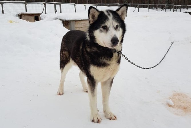 Dogsled Adventure Kiruna - Guides who add more than directions