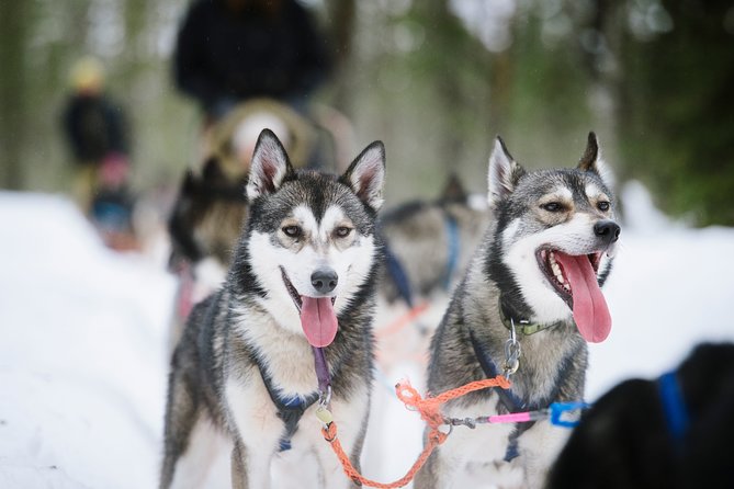 Dogsled Adventure Kiruna - Is $308.43 a fair price?