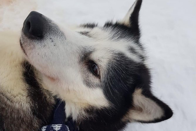 Dogsled Adventure Kiruna - Should you book the Kiruna dogsled adventure?