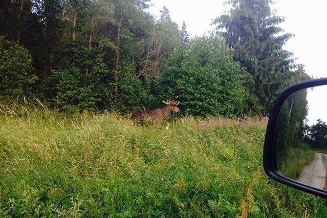 Evening Wildlife Safari from Stockholm - A Midsummer meal in an outdoor setting