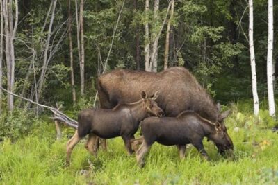 Wildlife Safari