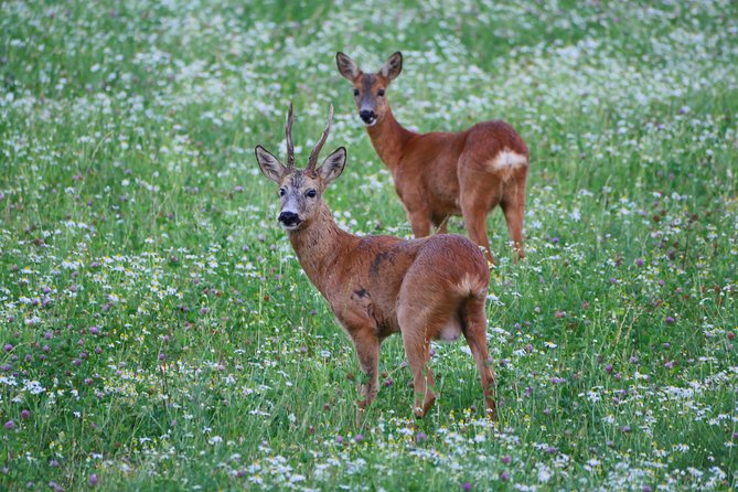 Evening Wildlife Safari from Stockholm - Who should book this evening safari?