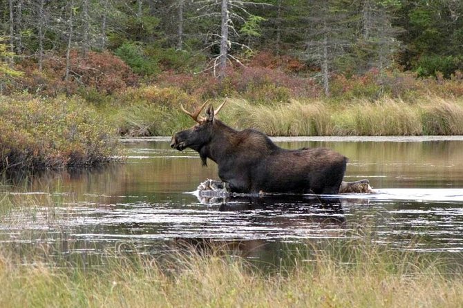 Evening Wildlife Safari Stockholm - Leaving Stockholm for the Bornsjön countryside