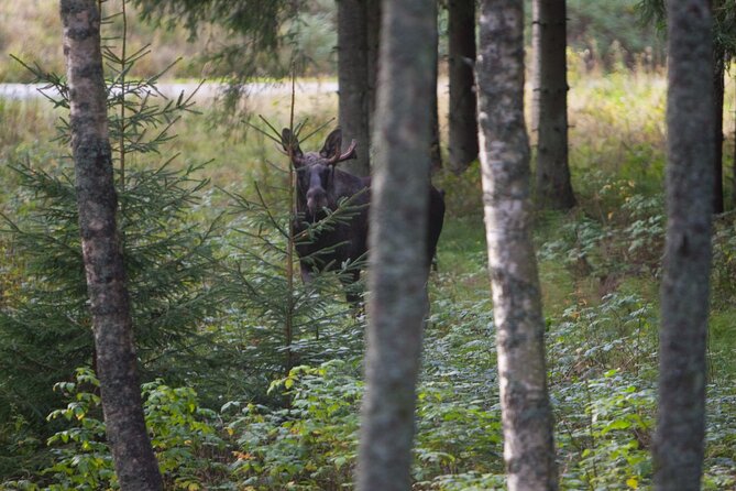 Evening Wildlife Safari Stockholm - Practical details that can shape your evening