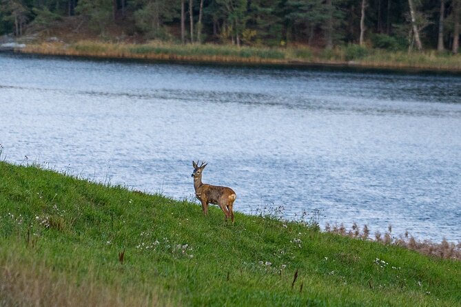 Evening Wildlife Safari with Campfire Dinner from Stockholm - Key details before you book