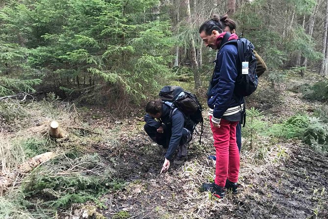 Evening Wildlife Safari with Campfire Dinner from Stockholm - Why this is a good break from Stockholm