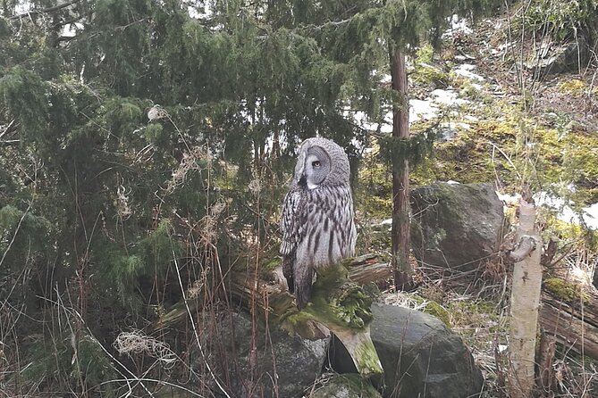 Evening Wildlife Safari with Campfire Dinner from Stockholm - Walking through Tyresta National Park