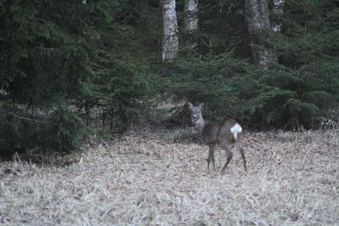 Evening Wildlife Safari with Campfire Dinner from Stockholm - Dinner beside the lake and the campfire element