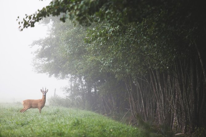 Evening Wildlife Safari with Campfire Dinner from Stockholm - The minivan safari after dusk