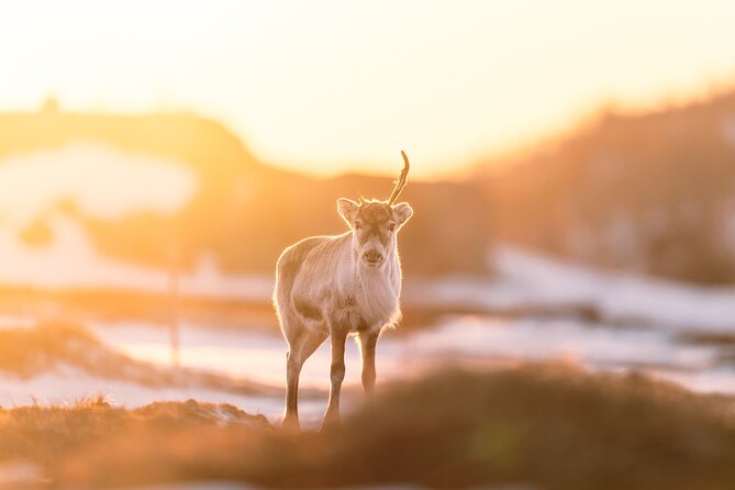 Explore the Norwegian Fjords and the Wildlife From Abisko - Leaving Abisko at 10:00 a.m.