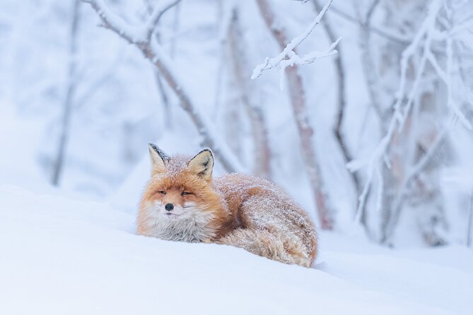 Explore the Norwegian Fjords and the Wildlife From Abisko - Wildlife From the Shore