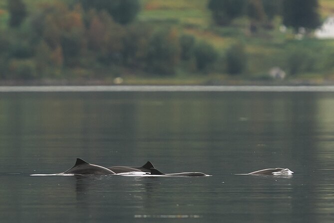 Explore the Norwegian Fjords and the Wildlife From Abisko - Six Hours of Scenery, Stops, and Quiet Roads