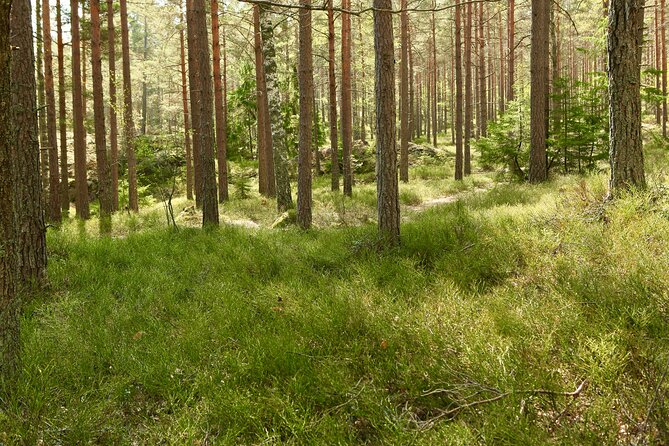 Forestbathing Slow Walking and Healing Spring Water, Stockholm - Sitting beside the lake for Swedish fika