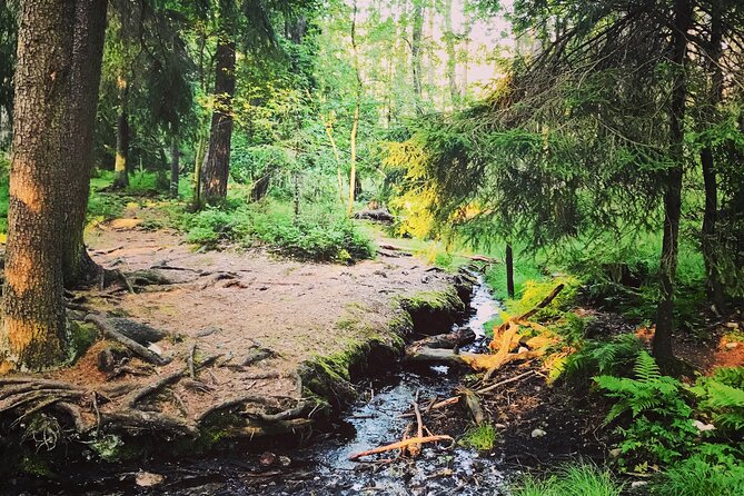 Forestbathing Slow Walking and Healing Spring Water, Stockholm - Is $213.27 a fair price?