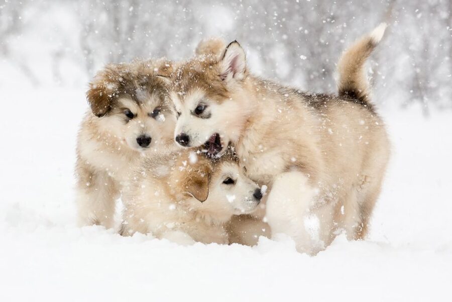 From Abisko: Dog Sledding Excursion to Kiruna with Fika - Getting dressed for the Arctic