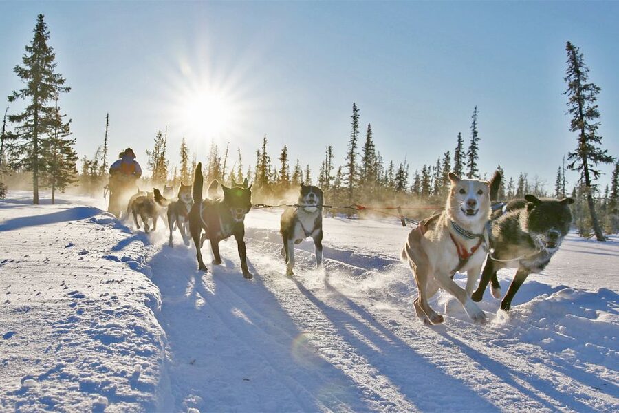 From Abisko: Dog Sledding Excursion to Kiruna with Fika - A wilderness camp, fire, and Swedish fika