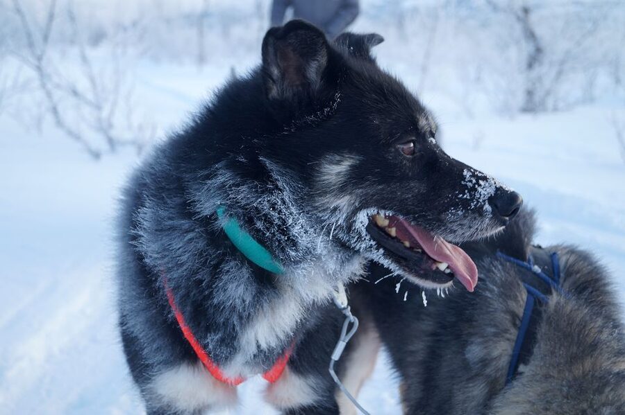 From Abisko: Dog Sledding Excursion to Kiruna with Fika - Weather and the limits of a fixed excursion