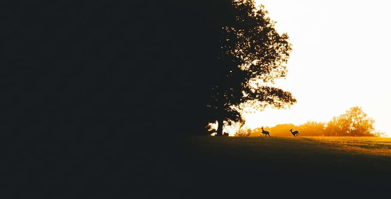 From Stockholm: Moose & Wildlife Safari with Campfire Dinner - Practical details that matter