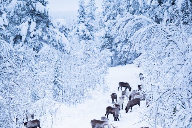 Full-Day Reindeer Tour with Pickup in Kiruna - Driving a reindeer sled for one kilometer
