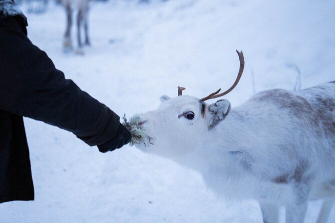 Full-Day Reindeer Tour with Pickup in Kiruna - Warm clothing, walking, and winter comfort