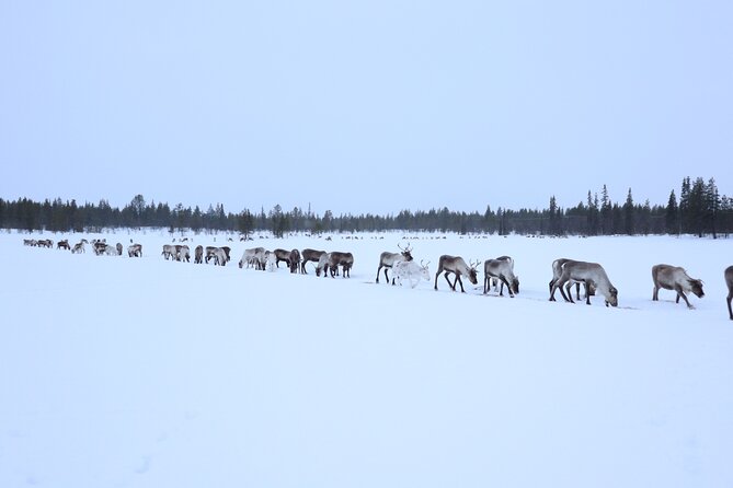 Full-Day Reindeer Tour with Pickup in Kiruna - Meeting the herd and feeding reindeer by hand