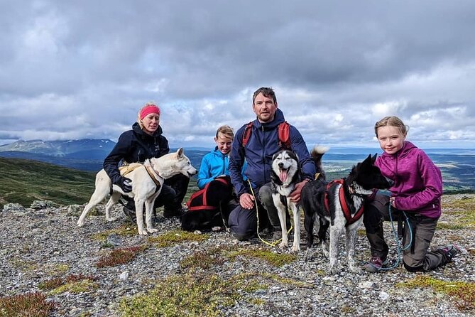 Half Day Guided Walk with Huskies - Meeting the huskies and the Wild Spirit team