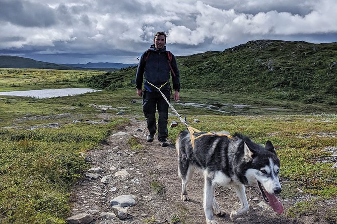 Half Day Guided Walk with Huskies - Forest openings and the first views toward Vålådalen